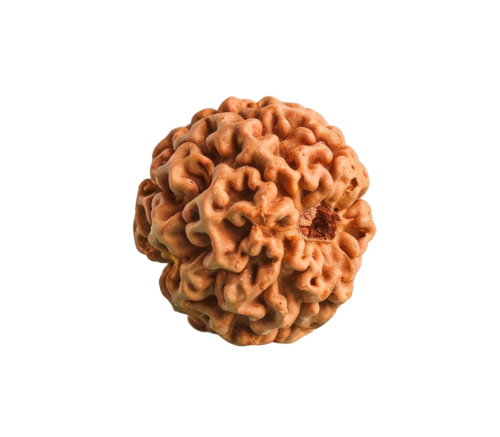 Ganesh Rudraksha