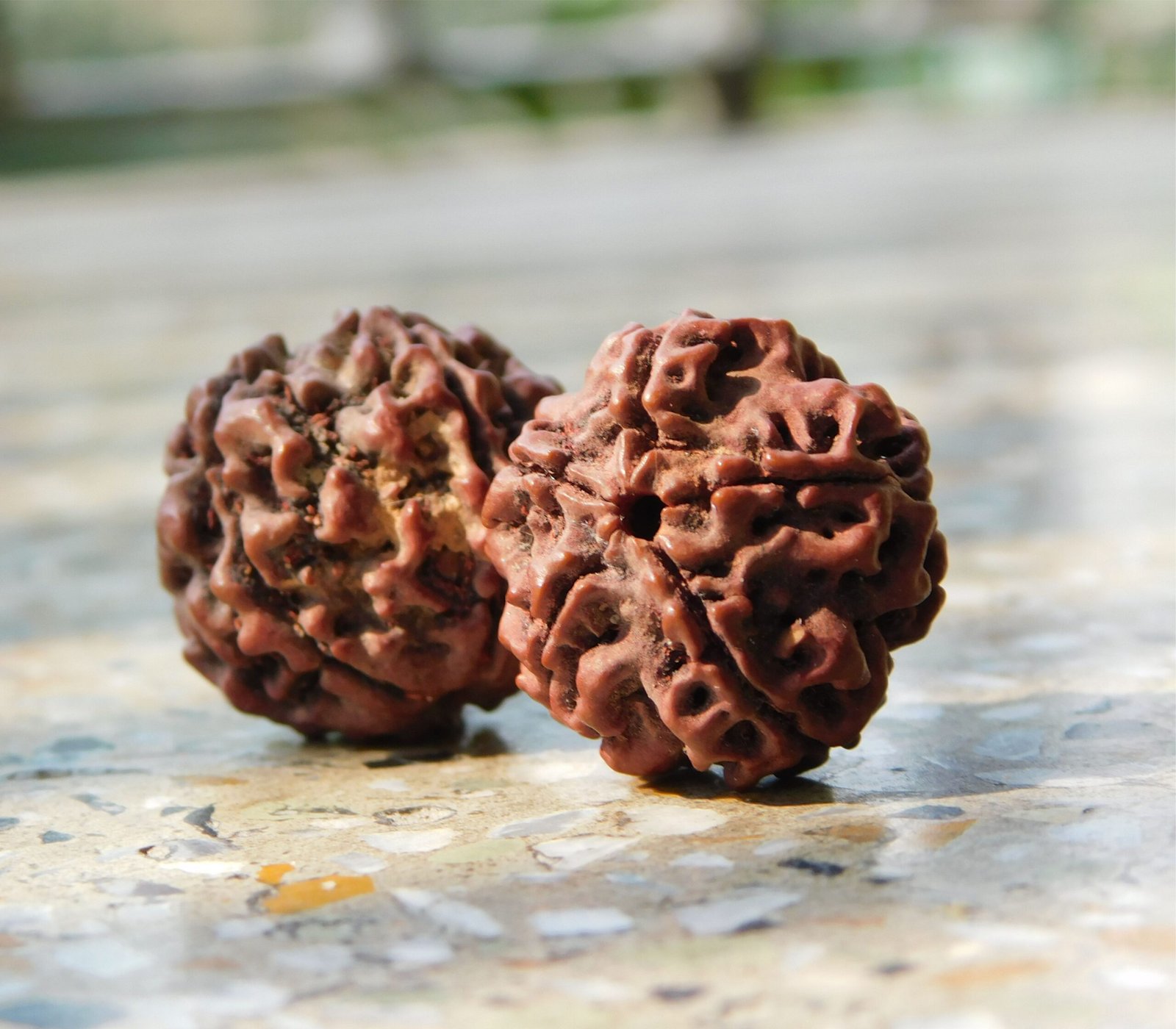 Kamal Rudraksha