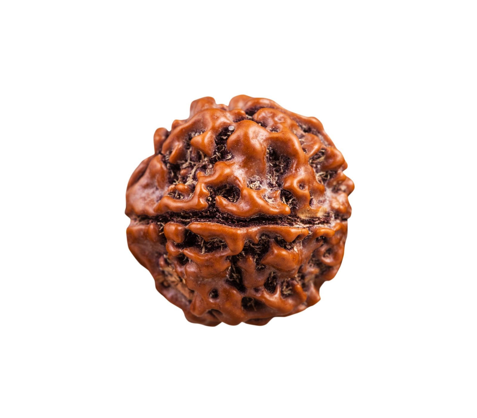 Gauri Shankar Rudraksha